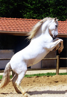2007-8-30-Bílý kůň 2