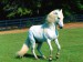 2007-8-30-Bílý kůň