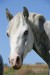 2007-8-30-Hlava bílého koně